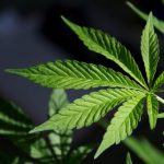 US Proposes Landmark Legislation to Reclassify Marijuana as a Low-Risk Drug