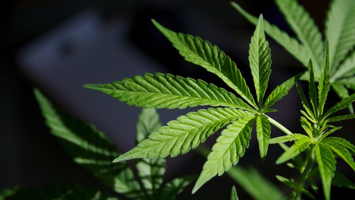 US Proposes Landmark Legislation to Reclassify Marijuana as a Low-Risk Drug